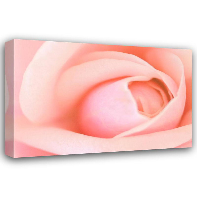 Rose, H 27 po x l 40 po