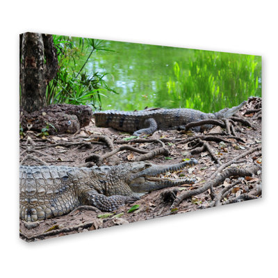 Ann «Alligators», reproduction de photo sur toile tendue Ann