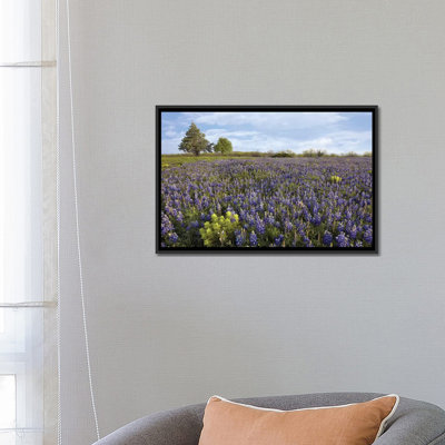 «Bluebonnet and Lemon Paintbrush Meadow Near Albany, Texas» par Tim Fitzharris - reproduction de photo sur toile