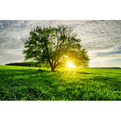 Spring Field by Misha Kaminsky - Wrapped Canvas Print
