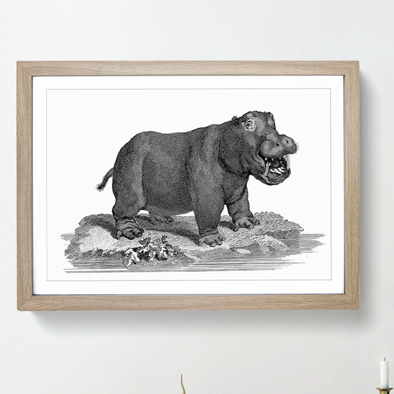 Hippopotamus in Black and White by George Shaw - Picture Frame Drawing Print, 36cm H x 48cm W x 2cm D, Oak Framed