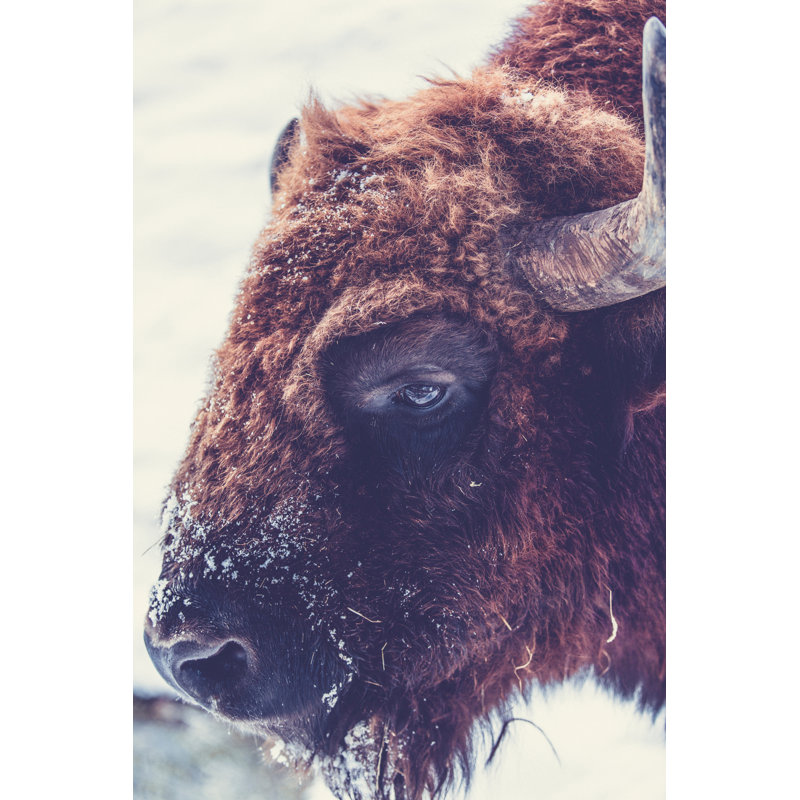 Buffalo Snowdier - Wrapped Canvas Print, 46cm H x 30cm W x 3.8cm D