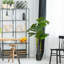 47,5 plante