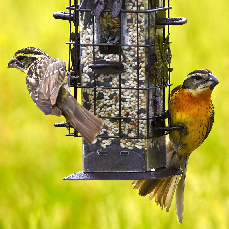Bollinger Metal Hanging Tube Bird Feeder