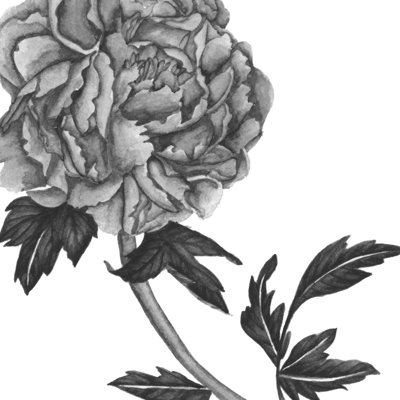 Flowers In Grey III - Wrapped Canvas Print