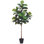 Fiddle Leaf Fig Tree