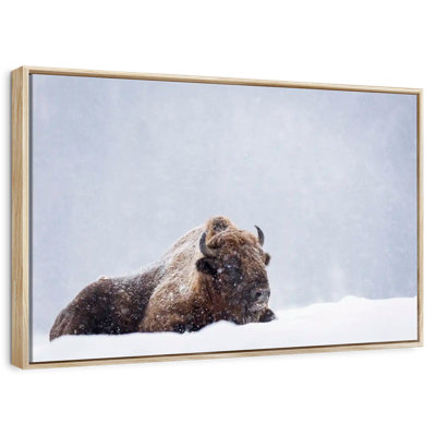 Snow Bathing Bison