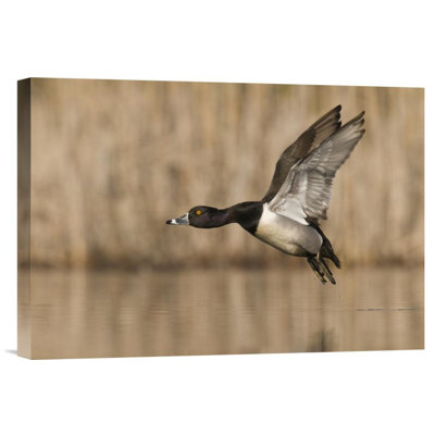 " Ring-Necked Duck Male Flying "
