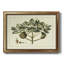 Delicate Botanical IV - reproduction d'art sur toile encadrée-1113424343