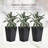 Pot Planter-1787263852