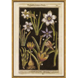 Botanicals Giclee Print by Robert John Thornton