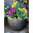 Colin Planter-159122913-159122912