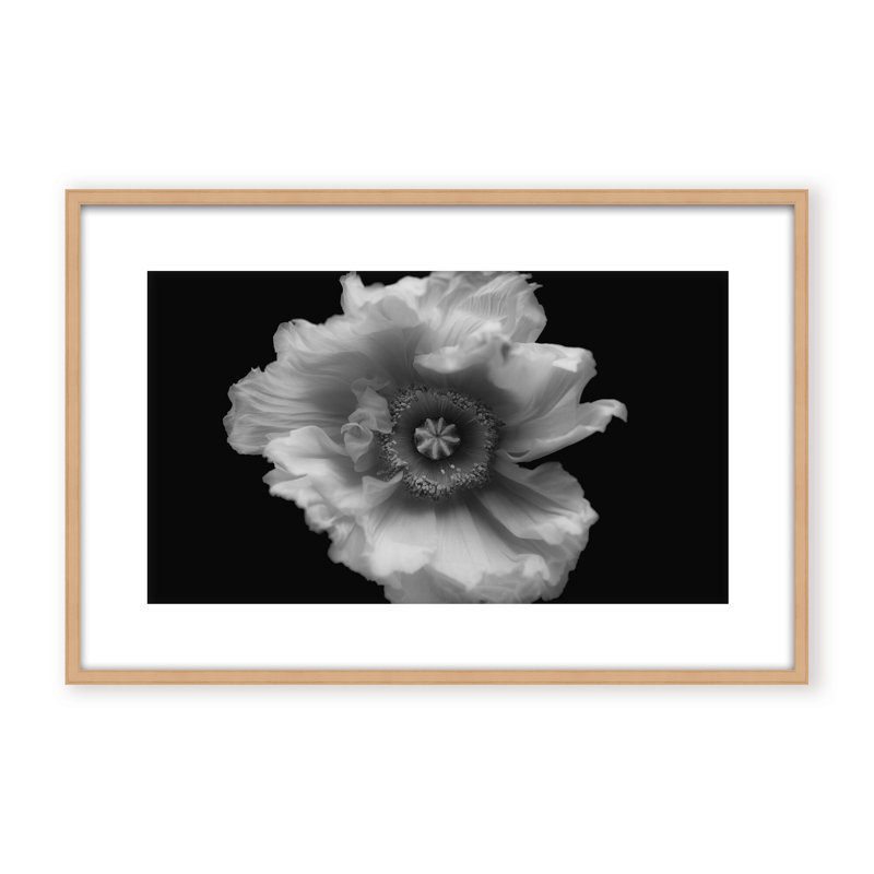 Nature Inspired Poppy in Mono by  - Picture Frame Photograph on Paper, Framed Canvas, 32" H x 48" W x 2.375" D, Brown