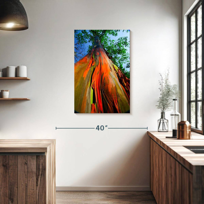 Eucalyptus arc-en-ciel, H 36 po x l 24 po