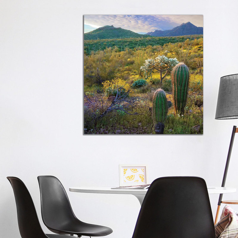 Ajo Mountains, Organ Pipe Cactus National Monument by Tim Fitzharris - Wrapped Canvas Print