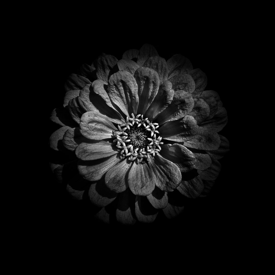 Leinwandbild Black and White Zinnia V von Brian Carson