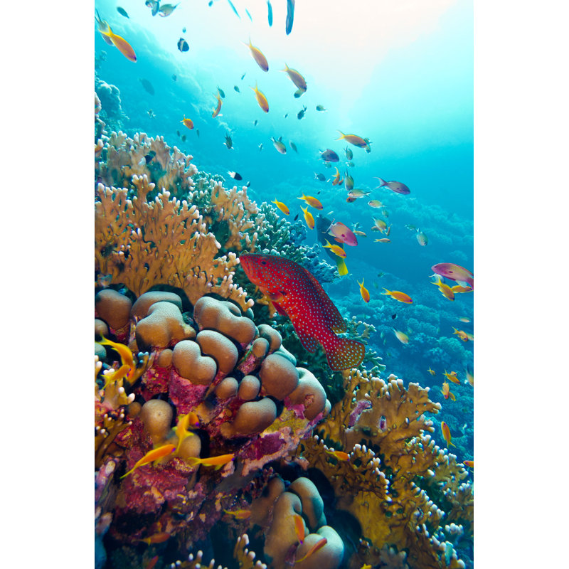 Colorful Coral Reef - Wrapped Canvas Print, 122cm H x 81cm W x 3.8cm D