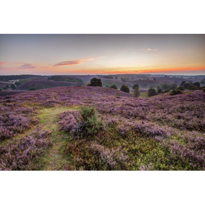 Heathland Landscape At Sunrise by Elroyspelbos - Wrapped Canvas Print
