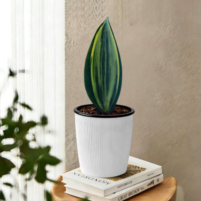 Sansevieria Whale Fin Variegated Live Plant