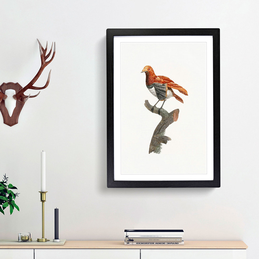 A King Bird of Paradise by Jacques Barraband - Framed Print