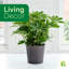 Live Arboricola Plant