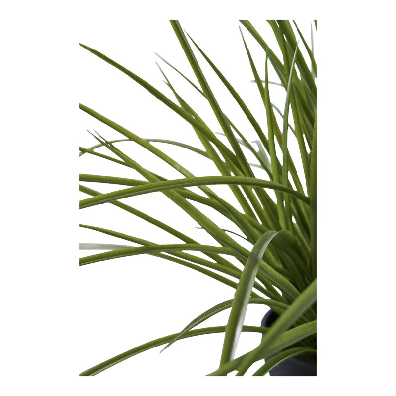 Annatina 45cm Grass Plant