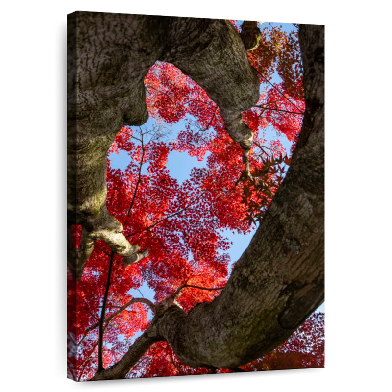 Harnek Under The Red Maple Tree, 24" H x 16" W