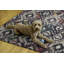 Tapis intérieur / extérieur ivoire / gris anthracite Kivett-641129103