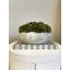 Sedum Arranged in a Stone Planter-1985559459-2010919692