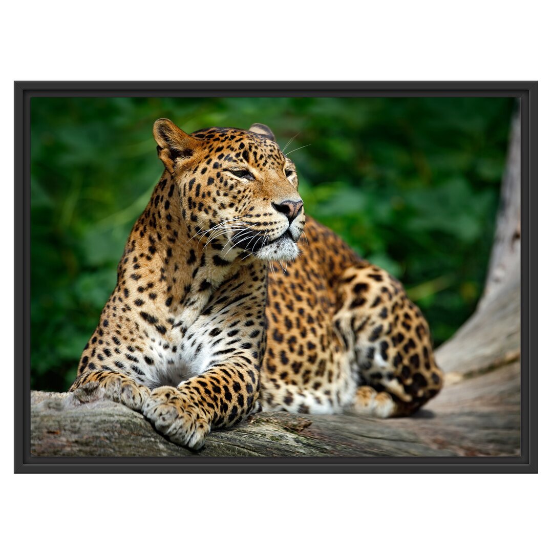 Gerahmtes Wandbild Wunderschöner Leopard in der Natur