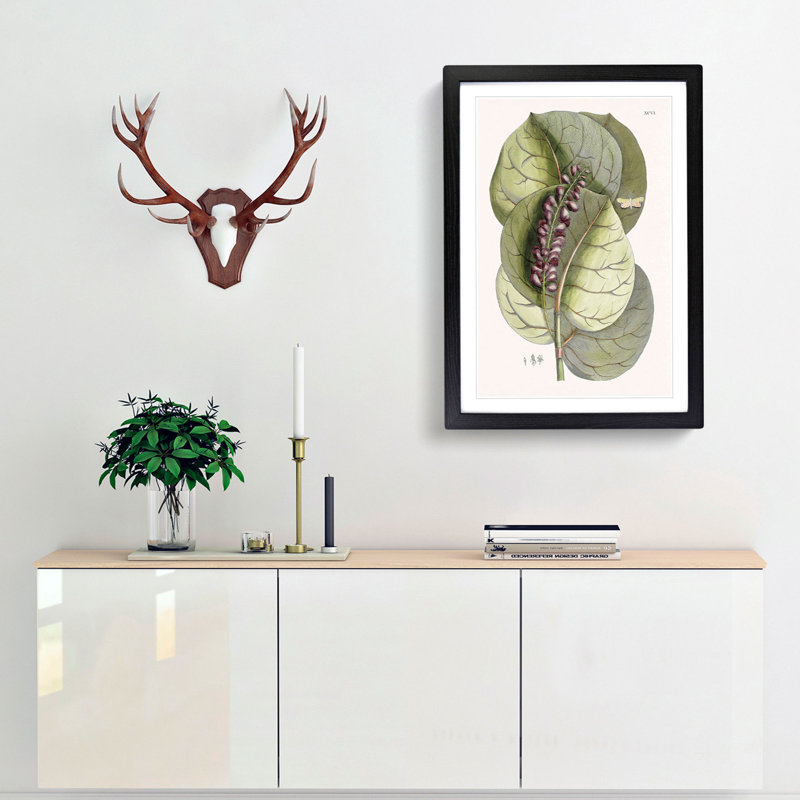 Mangrove Grape-Tree & Butterfly by Mark Catesby - Framed Print, 76cm H x 50cm W x 2cm D, Black