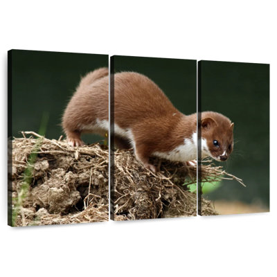 Belette de chasse alimentaire