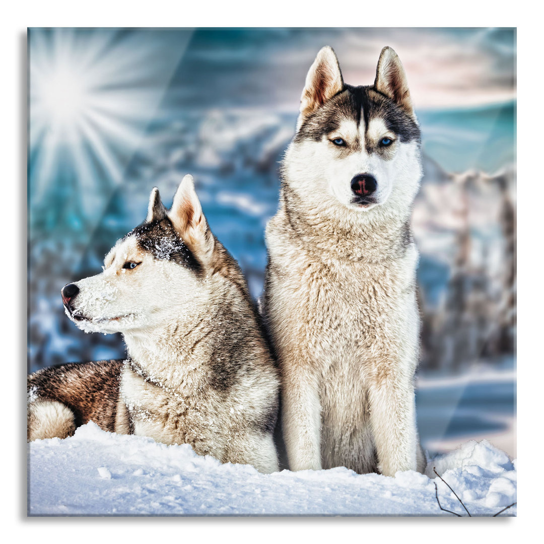 Glasbild Zwei Wilde Huskies