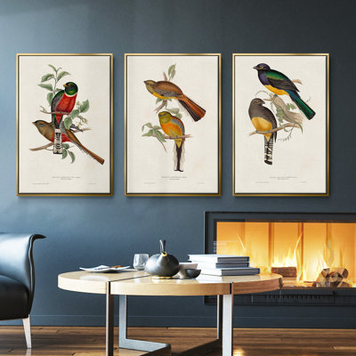 Elegant Trogons I 3 pièces