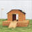 Poultry Cage with Dual Doors