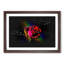 Rainbow Upon A Red Rose - Picture Frame Graphic Art-56876194-56876197
