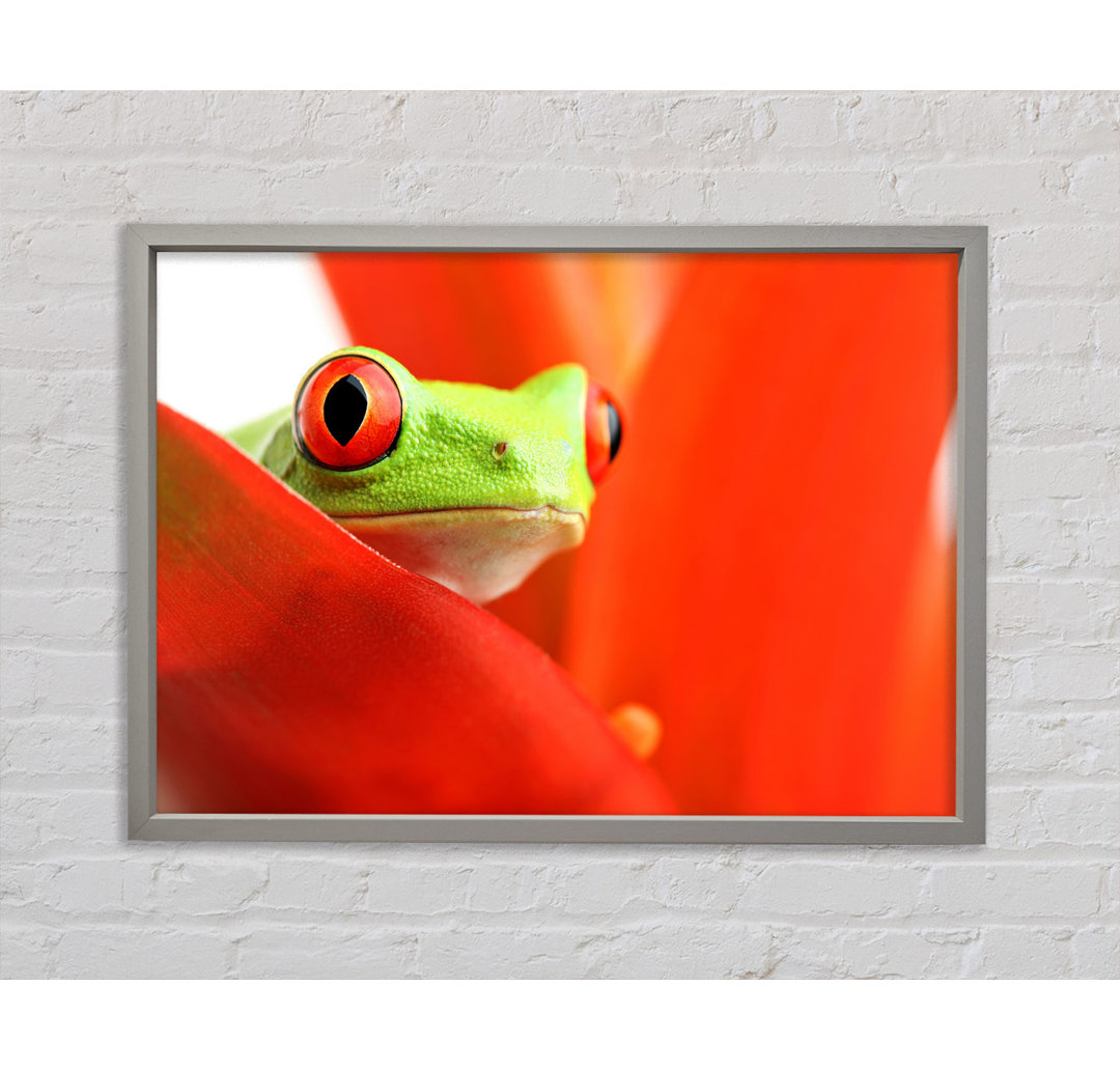 Red Leaf Frog - Einzelner Bilderrahmen Kunstdrucke auf Leinwand