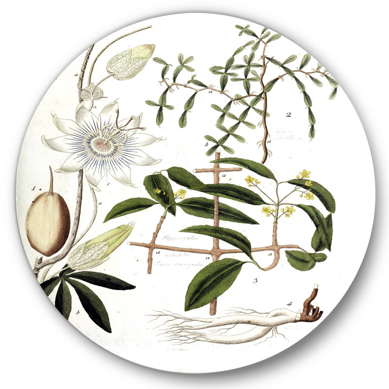 Art mural rétro «Plant Life IV», H 36 po x l 36 po x P 1 po