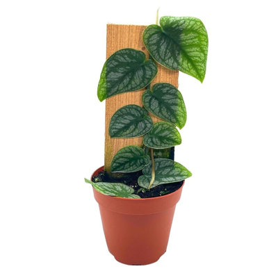 Monstera Dubia Rare Monstera, Shingle Plant In 4 Inch Pot