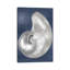 Silver Shell On Indigo Blue I by Caroline Kelly - Wrapped Canvas Gallery-Wrapped Canvas Giclée-374911755
