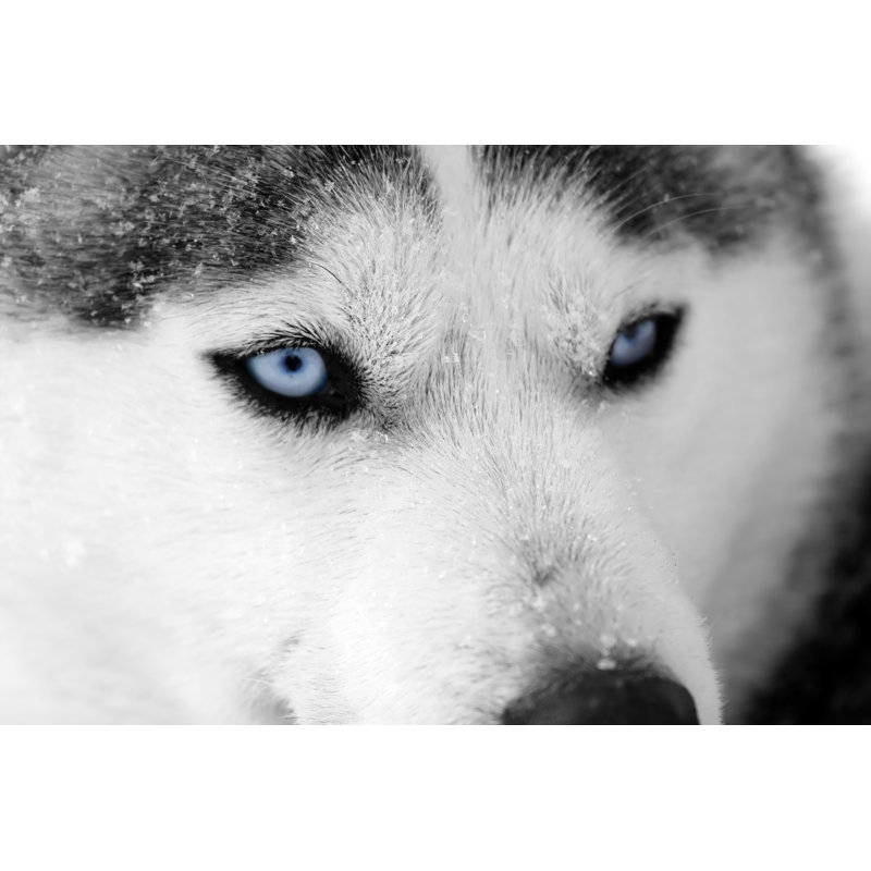 Husky Blue Eyes by Benoitrousseau, 8'' H x 12'' W