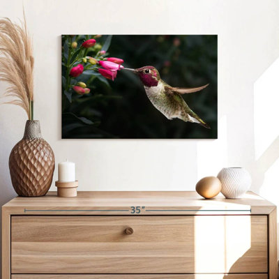 Brampt Male Anna's Hummingbird