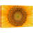 Sunflower " Close Up Detail Spring Summer Sunflower "-99543365