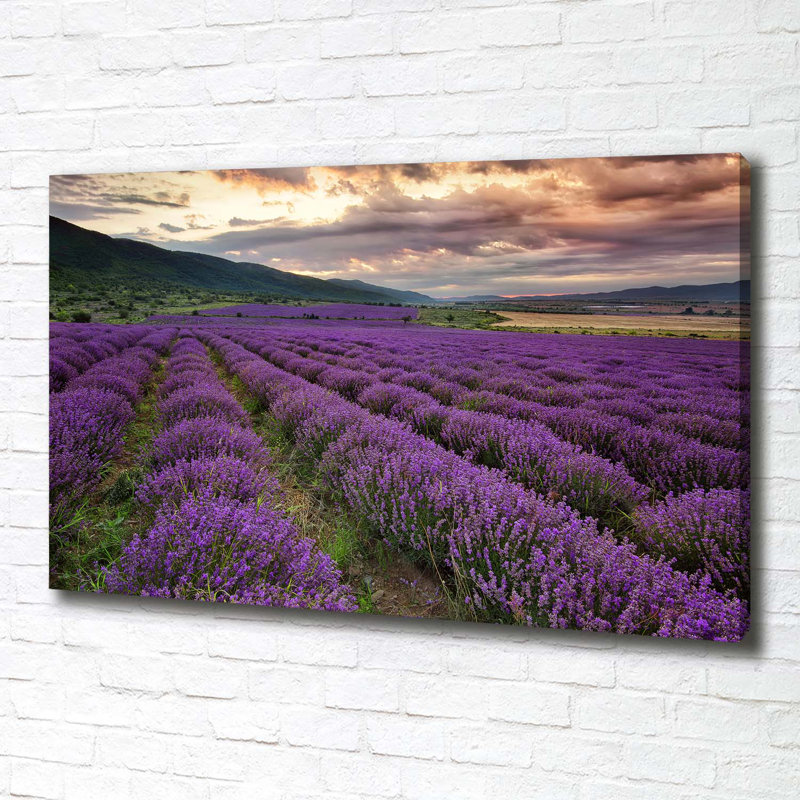 Lavender Field - Wrapped Canvas Print
