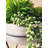 36cm Faux Succulent Plant in Stone Planter