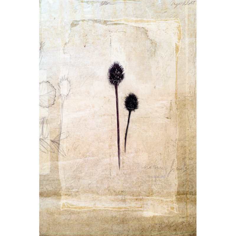 Herbarium IV by June Erica Vess - Wrapped Canvas Print, 46cm H x 30cm W 