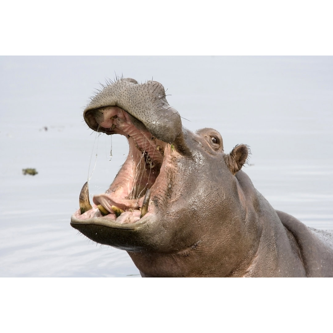 A Hippopotamus With Its Mouth Open von Pjmalsbury - Kunstdrucke ohne Rahmen auf Leinwand