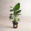Costa Farms Indoor White Bird of Paradise House Plant in 10-inch Nursery Pot