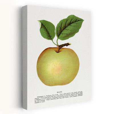 Pomme de lin Mann