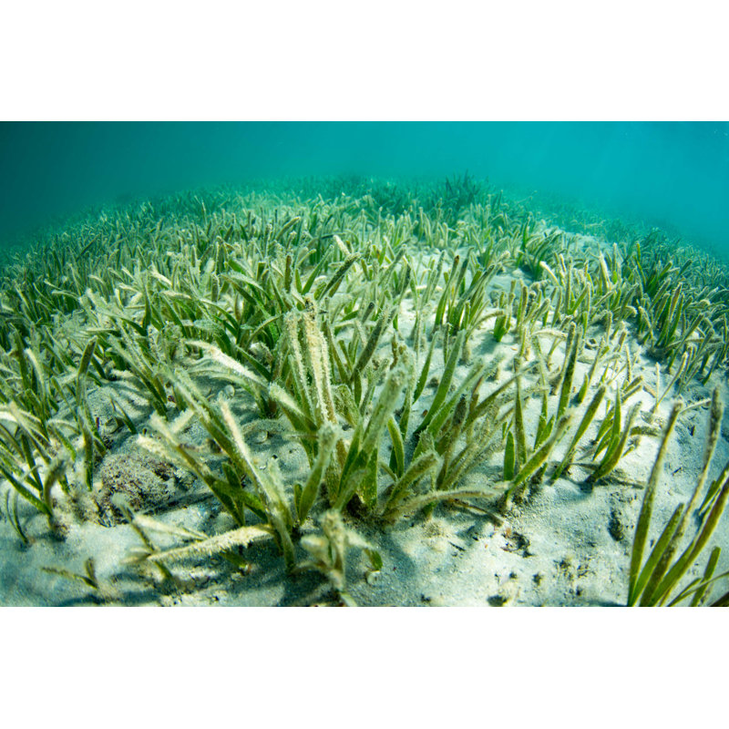 " Seagrass In Shark Bay " by Natalie Robson, 36" W x 24" H